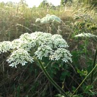 Gewone berenklauw bloem