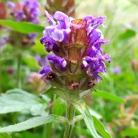 Gewone brunel - Prunella vulgaris