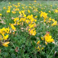 Gewone rolklaver - Lotus corniculatus