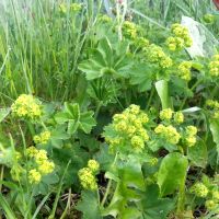 Gewone vrouwenmantel - Alchemilla vulgaris