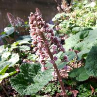 Groot hoefblad in bloei