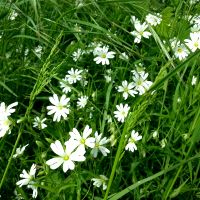 Grote muur - Stellaria holostea