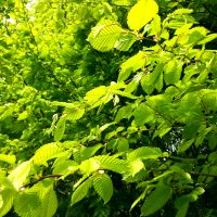 Haagbeuk - Carpinus betulus