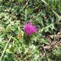 habitus Aarddistel