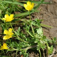 habitus Behaarde boterbloem