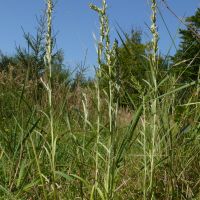 habitus Bosdroogbloem