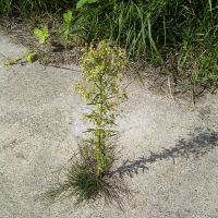 habitus Canadese fijnstraal