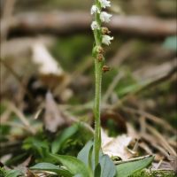 habitus Dennenorchis