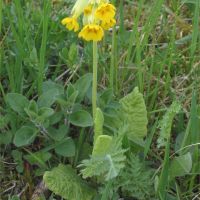 habitus Echte sleutelbloem