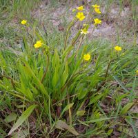 habitus Egelboterbloem