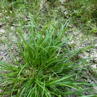 habitus Geelgroene zegge