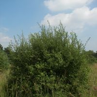 habitus Geoorde wilg