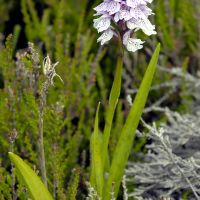 habitus Gevlekte orchis