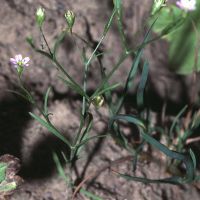 habitus Gipskruid