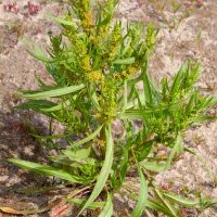 habitus Goudzuring