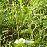 habitus Grote keverorchis