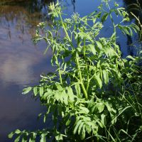 habitus Grote watereppe