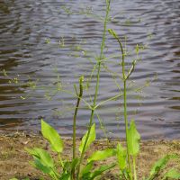 habitus Grote waterweegbree