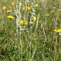 habitus Herfstschroeforchis