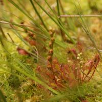 habitus Kleine zonnedauw