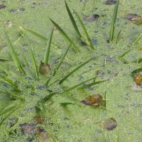 habitus Krabbenscheer
