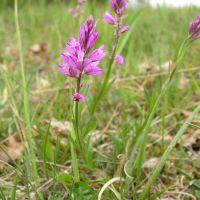 habitus Kuifvleugeltjesbloem