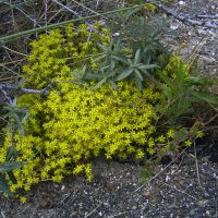 habitus Muurpeper