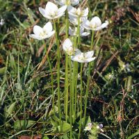 habitus Parnassia