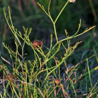 habitus Pijptorkruid