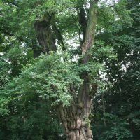 habitus Robinia