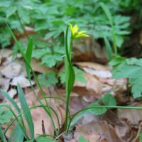 habitus Schedegeelster