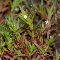 habitus Schildereprijs