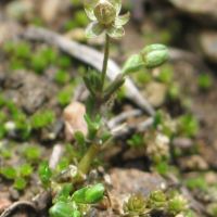 habitus Tengere vetmuur