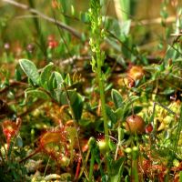 habitus Veenmosorchis