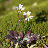 habitus Vroegeling