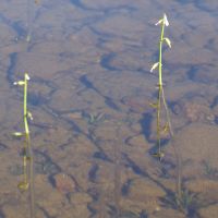 habitus Waterlobelia