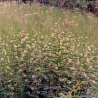 habitus Witte engbloem