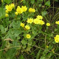 habitus Zomerbitterling