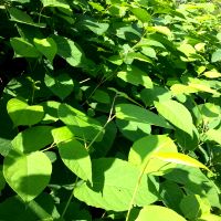 Japanse duizendknoop - Fallopia japonica