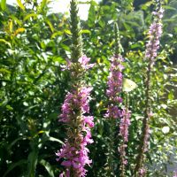 Kattenstaart - Lythrum salicaria