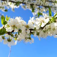 Kerspruim (Prunus cerasifera)