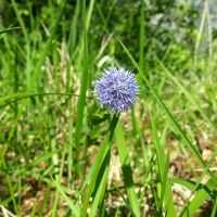 Kogelbloem - Globularia punctata