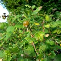 Kruisbes in doornstruweel