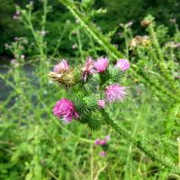 Kruldistel - Carduus crispus