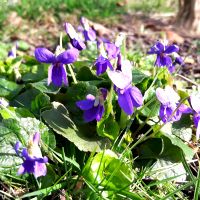 Maarts viooltje - Viola odorata