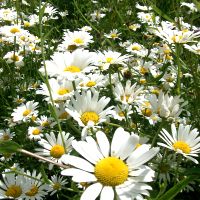 Margriet - Leucanthemum vulgare