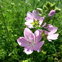 Muskuskaasjeskruid bloem