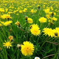 Paardenbloem