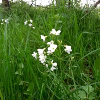 Pinksterbloem - Cardamine pratensis