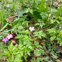 Robertskruid met Kleefkruid en Paardenbloem